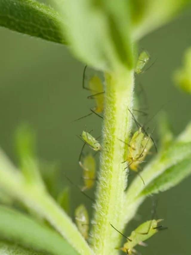 aphid-control-how-to-get-rid-of-aphids-effectively-at-home-planet