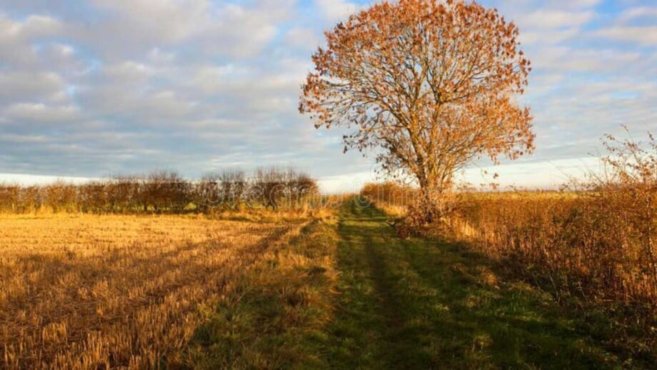 Ash Tree
