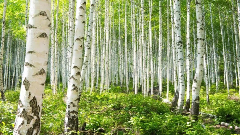 Birch Tree