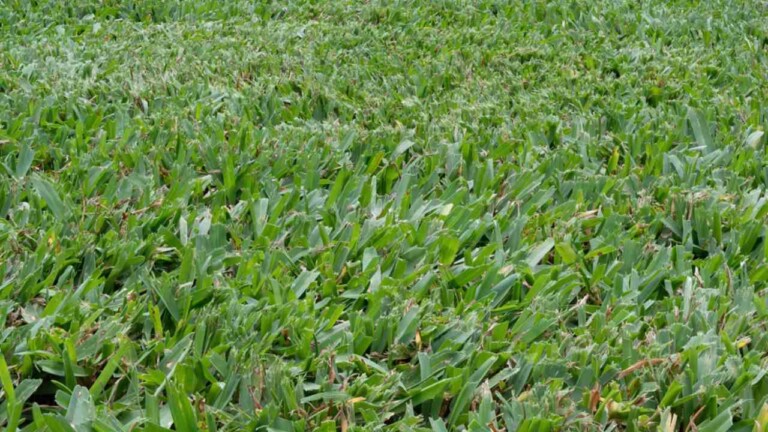How to Plant, Grow & Care for Buffalo Grass + Pros & Cons - 2023