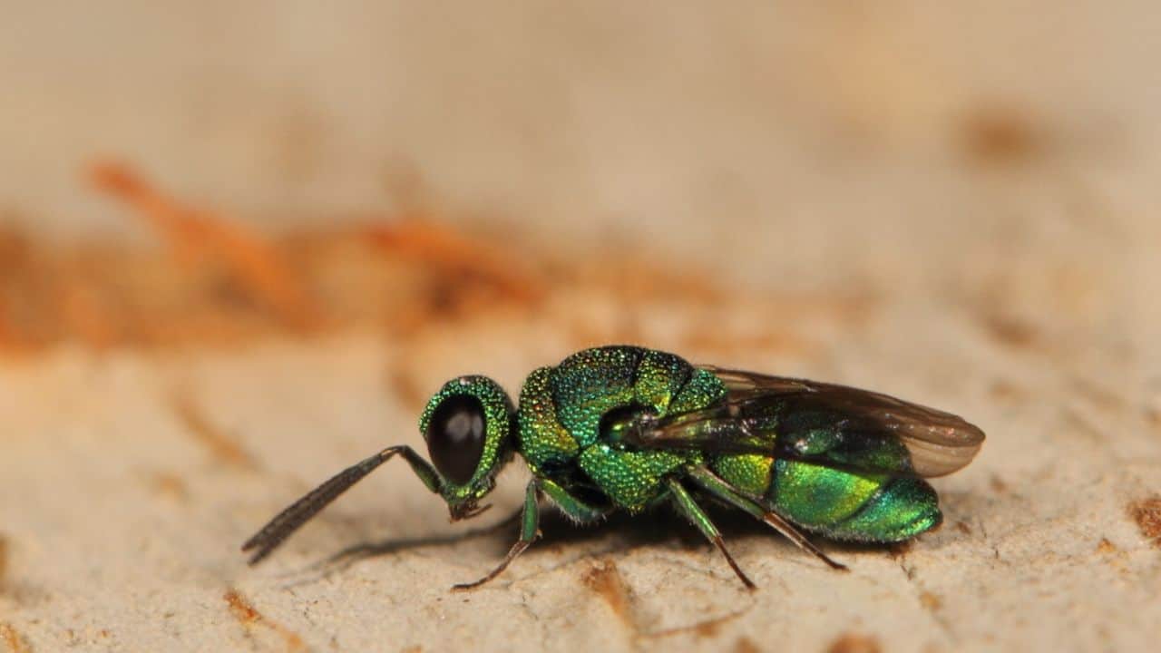Cuckoo Wasps
