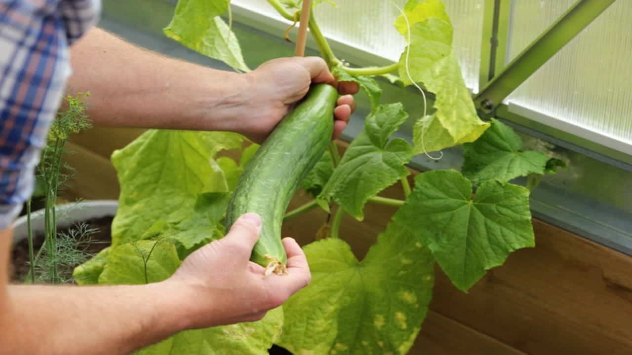 Cucumber