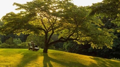 Dogwood Tree