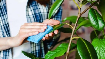 Ficus Tree