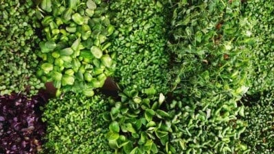 Top view of mix of fresh microgreens in a container