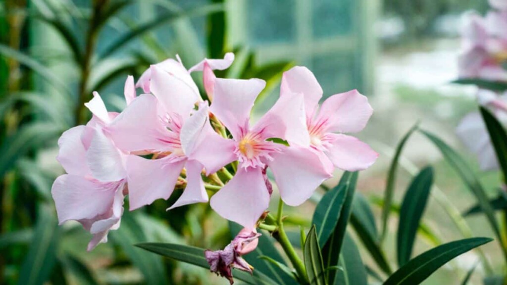 10 Poisonous Plants You Should Absolutely Never Own If You Have Pets