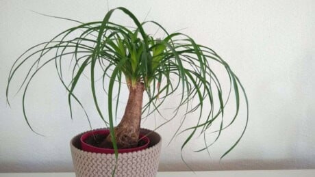 Ponytail Palm