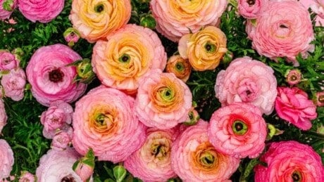 Ranunculus
