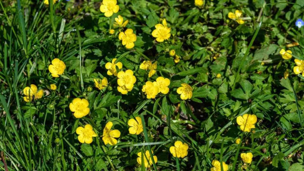 Ranunculus: How to Care and Plant Ranunculus [2023 Guide]