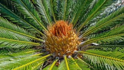 Sago Palm