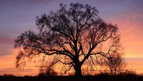 Sycamore Tree