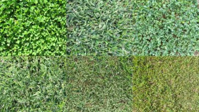 Types of Grass