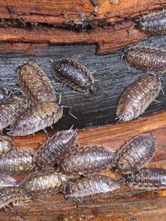 How to Get Rid of Roly Poly Bugs and Sowbugs (And Why) Natural