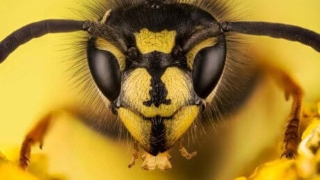 Wasp Head