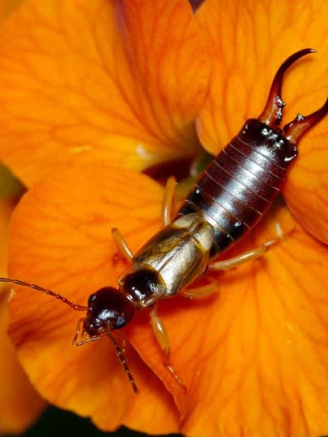 What is an Earwig and How to Get Rid of Them Effectively Natural