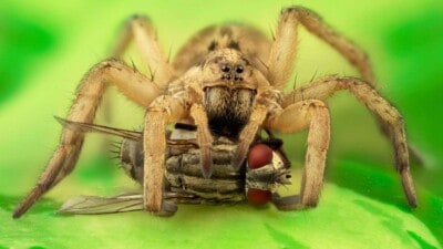 Wolf Spider Bite - Everything You Need to Know in 2024 w Pictures
