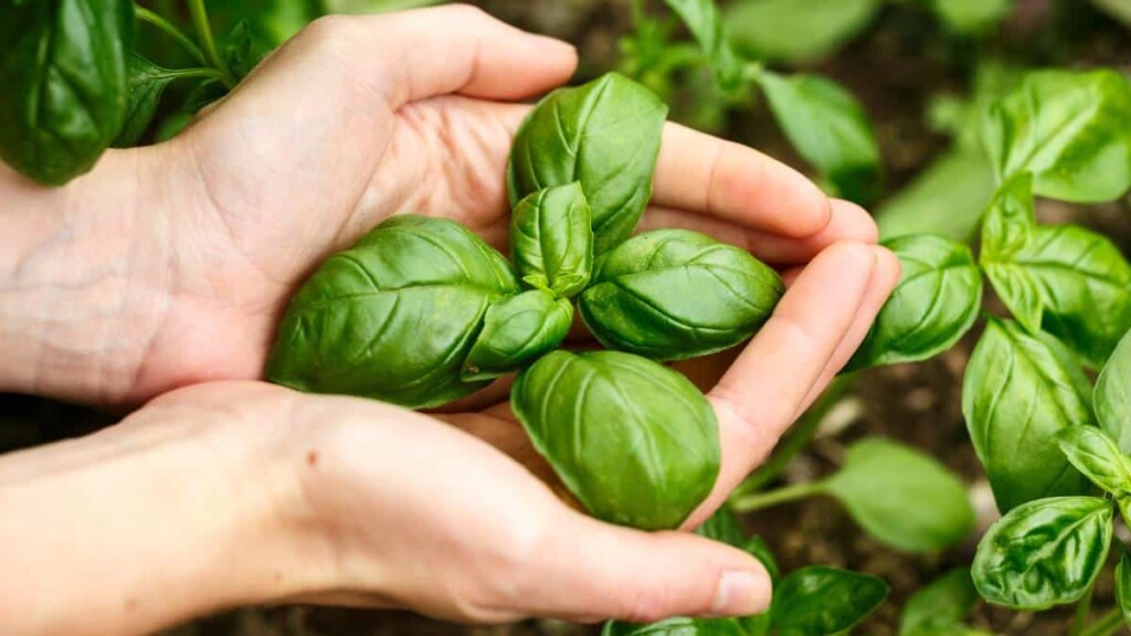 12 Beneficial Plants for Natural Pest Control in Your Garden