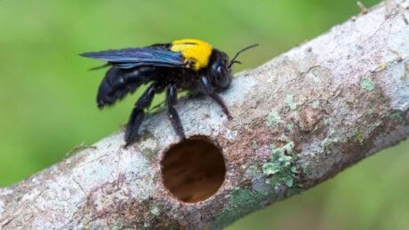 Carpenter bee next to its nest.