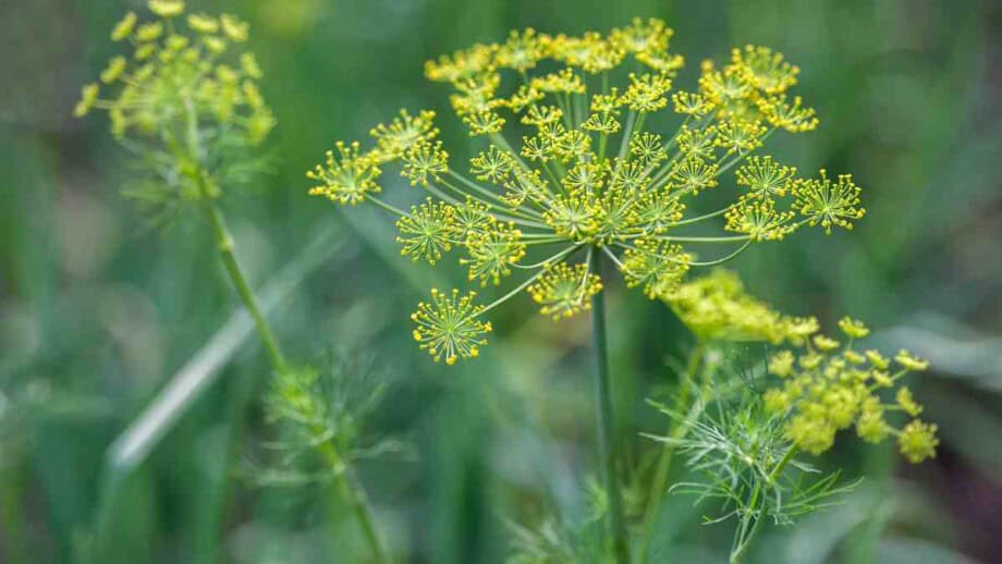 12 Beneficial Plants for Natural Pest Control in Your Garden