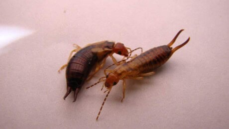 do earwigs bite