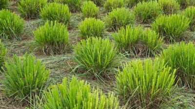 lemongrass