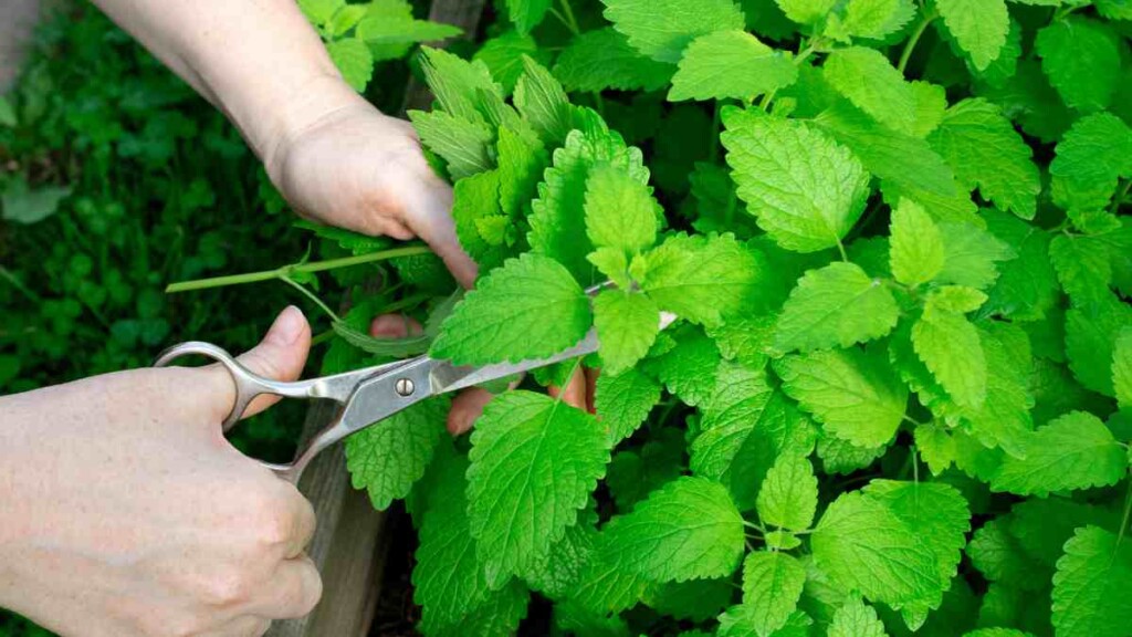 12 Beneficial Plants for Natural Pest Control in Your Garden