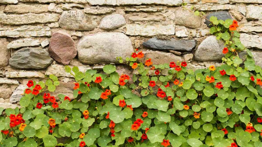 12 Beneficial Plants for Natural Pest Control in Your Garden