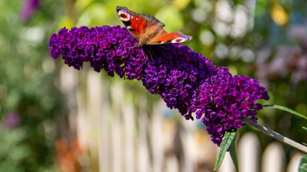 Peacock butterfly feeding on a purple Buddleja davidii flower.