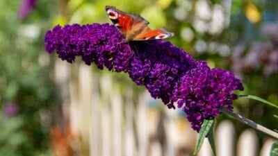 Peacock butterfly feeding on a purple Buddleja davidii flower.