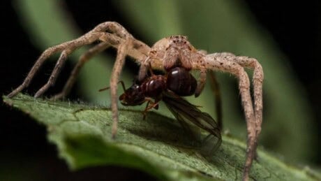 wolf spider bite