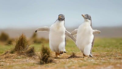 2 penguins walking together looking happy