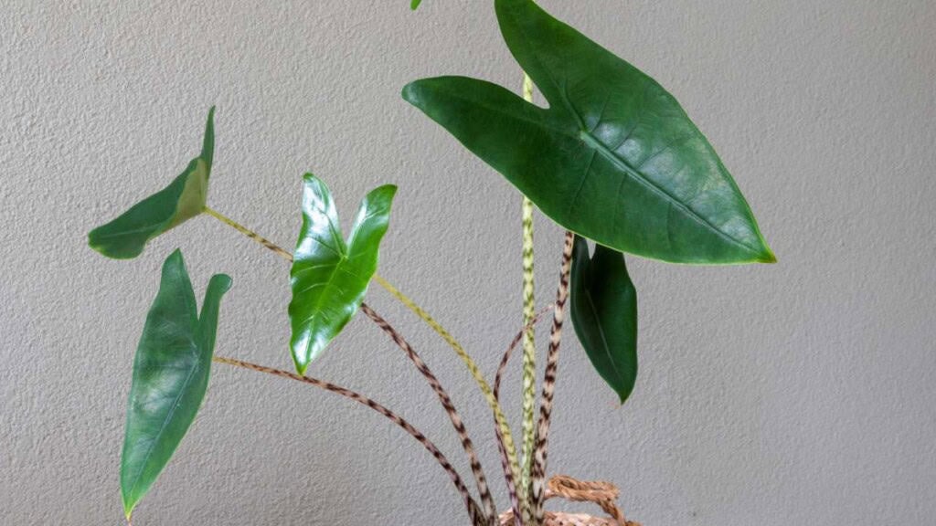 Alocasia Zebrina