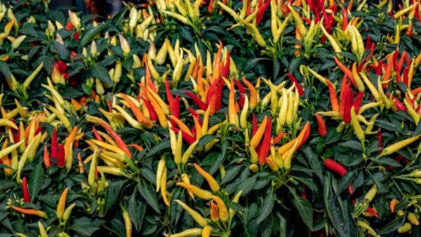 Anaheim Pepper: How to Plant, Grow, and Use Anaheim Peppers