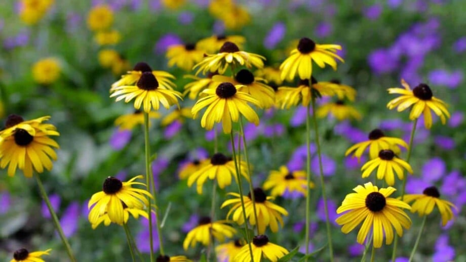 Black-Eyed Susan