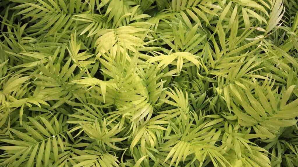 Cat Palm
