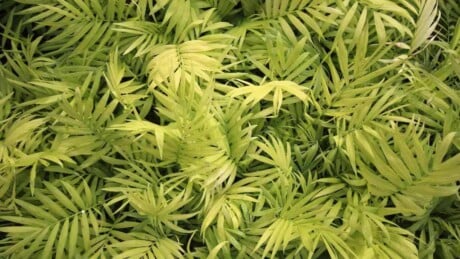 Cat Palm