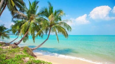 Coconut Palm