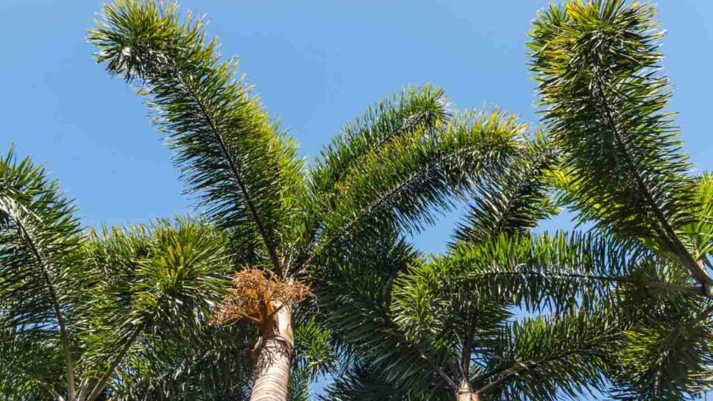 Foxtail Palm