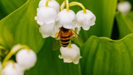 Lily of the Valley
