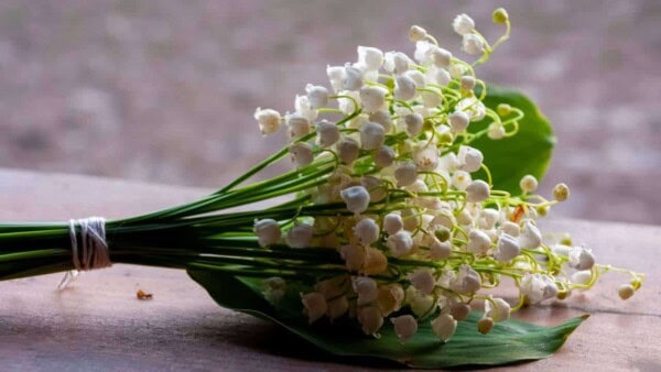 How to Plant, Grow, and Care for Lily of the Valley