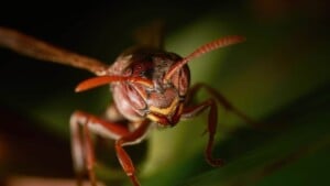Paper Wasp