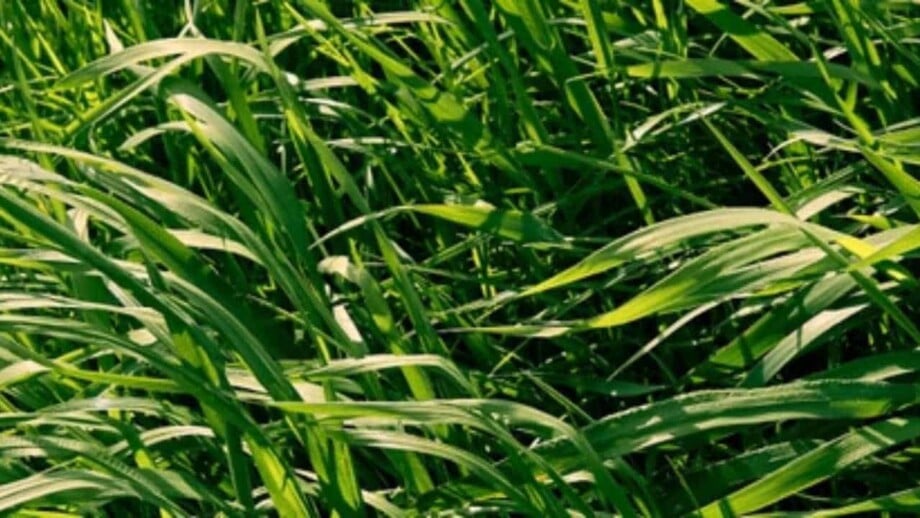 Perennial Ryegrass