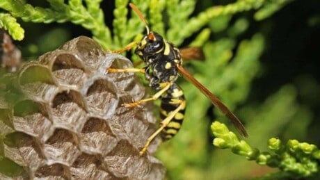 Wasp Nest