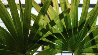 Windmill Palm