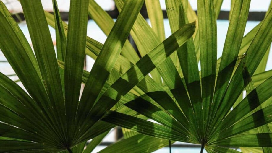 Windmill Palm