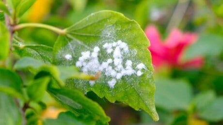 Woolly Aphids