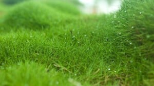 Zoysia Grass