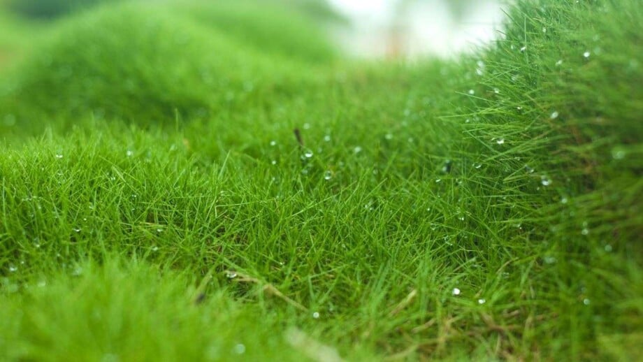 Zoysia Grass