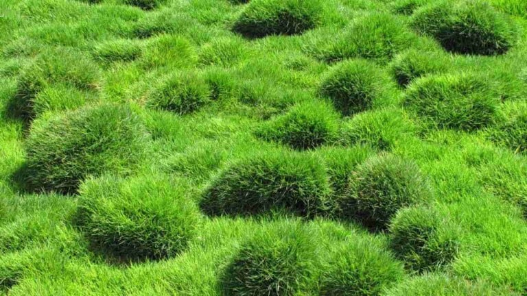 How to Grow and Care for Zoysia Grass Lawns Easily