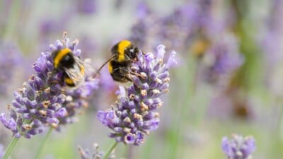 Bumble bees pollinating lavender (lavandula angustifolia) flowers.